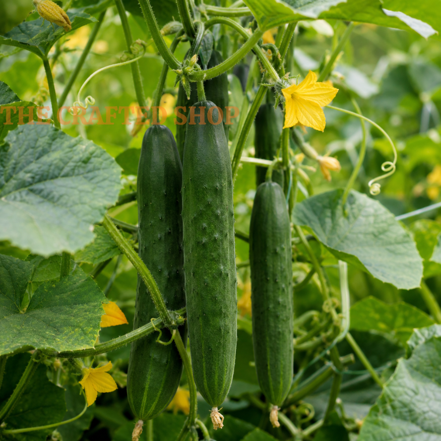 Three dark green Straight Eight cucumbers hanging from vines with yellow flowers