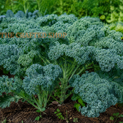 Vates Blue Curled kale plant with ruffled blue-green leaves in a garden bed