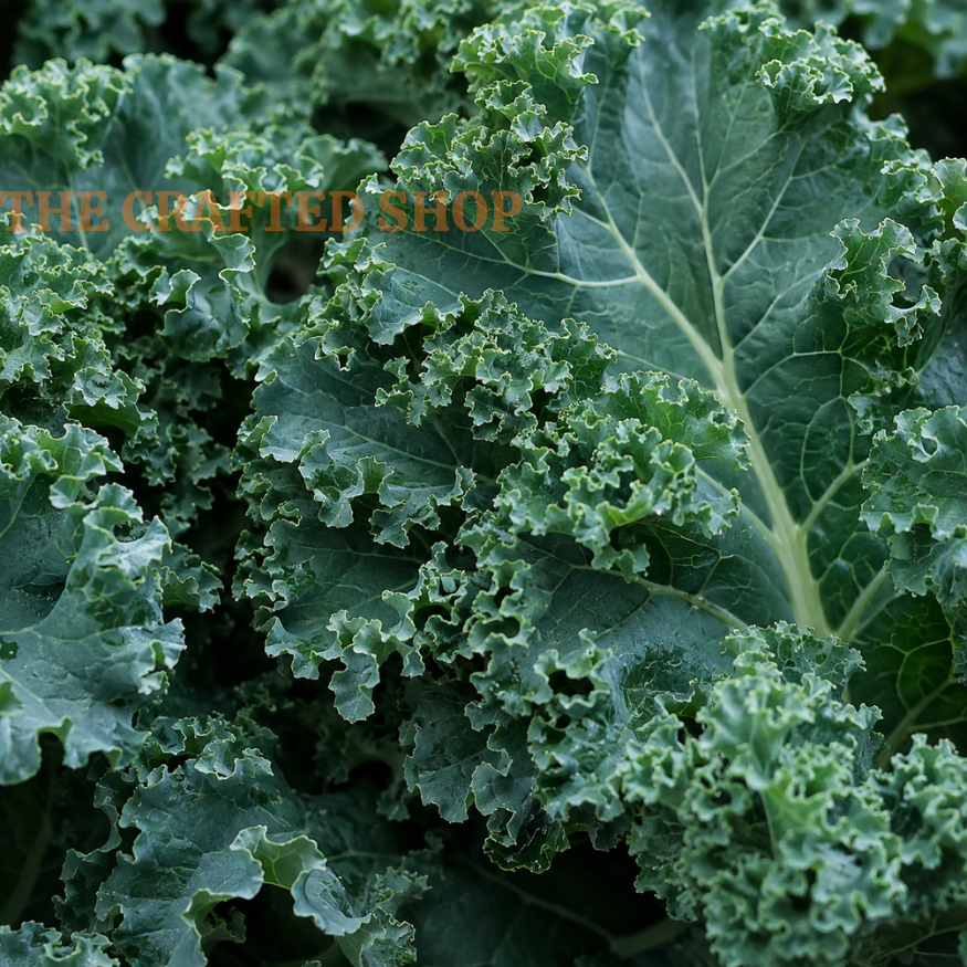 Close-up of ruffled green leaves on a Vates Blue Curled kale plant