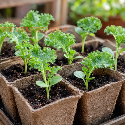 Young Vates kale seedlings growing in biodegradable peat pots