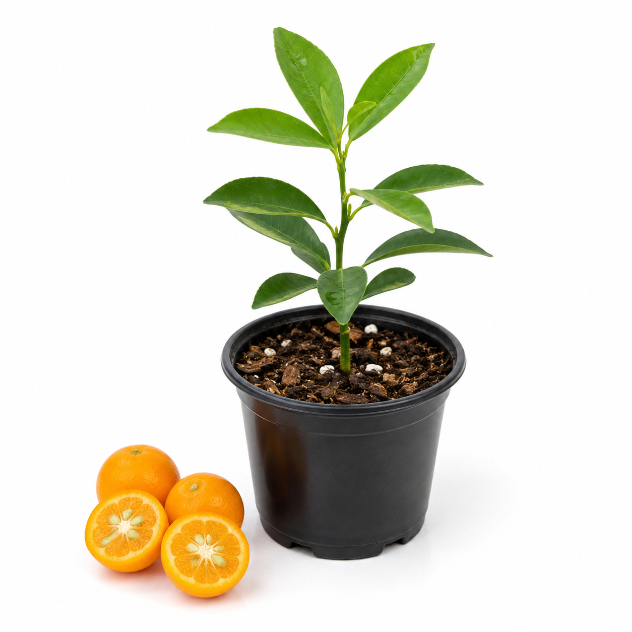 Young calamondin tree measuring 2 to 5 inches tall